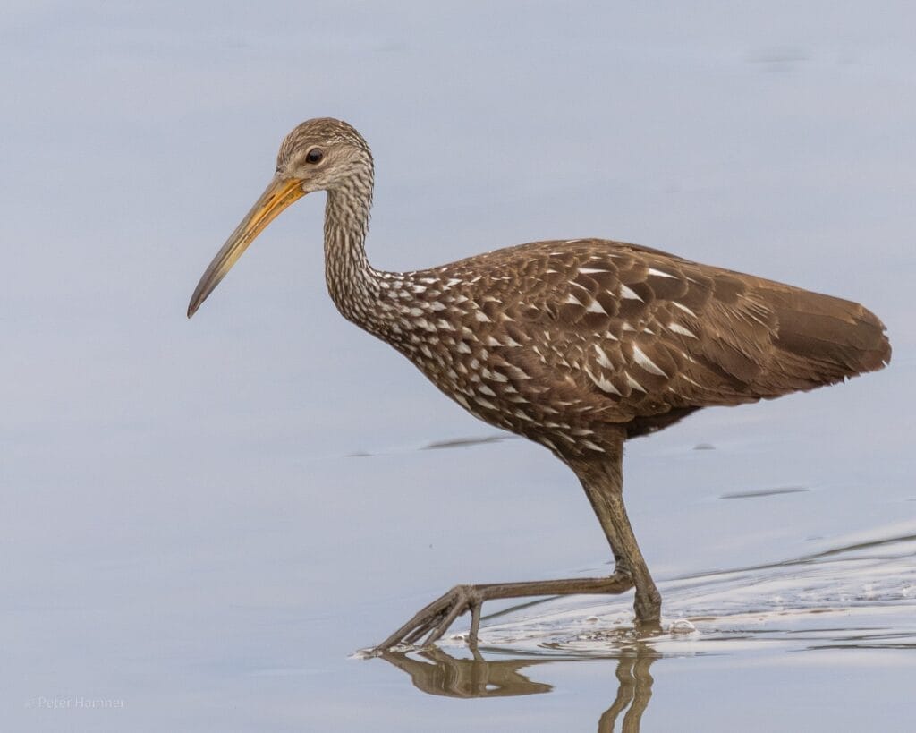 Limpkin Limpkin