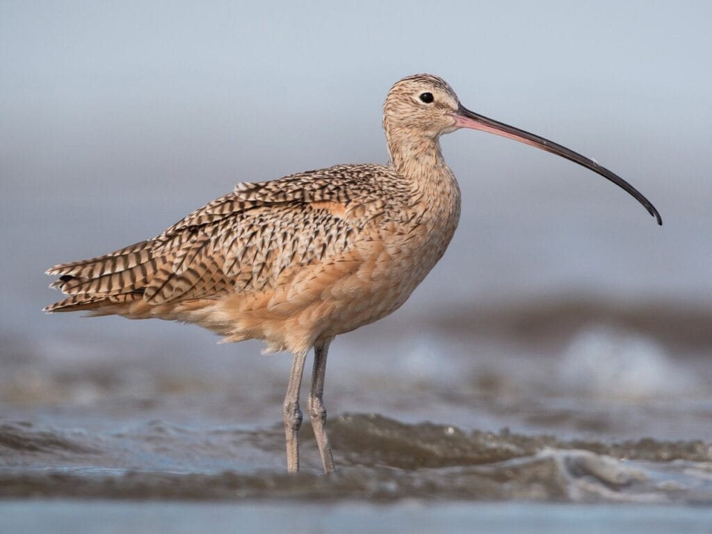 Long-billed Curlew Long-billed Curlew