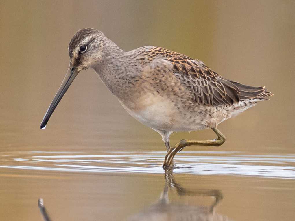 Long-billed Dowitcher