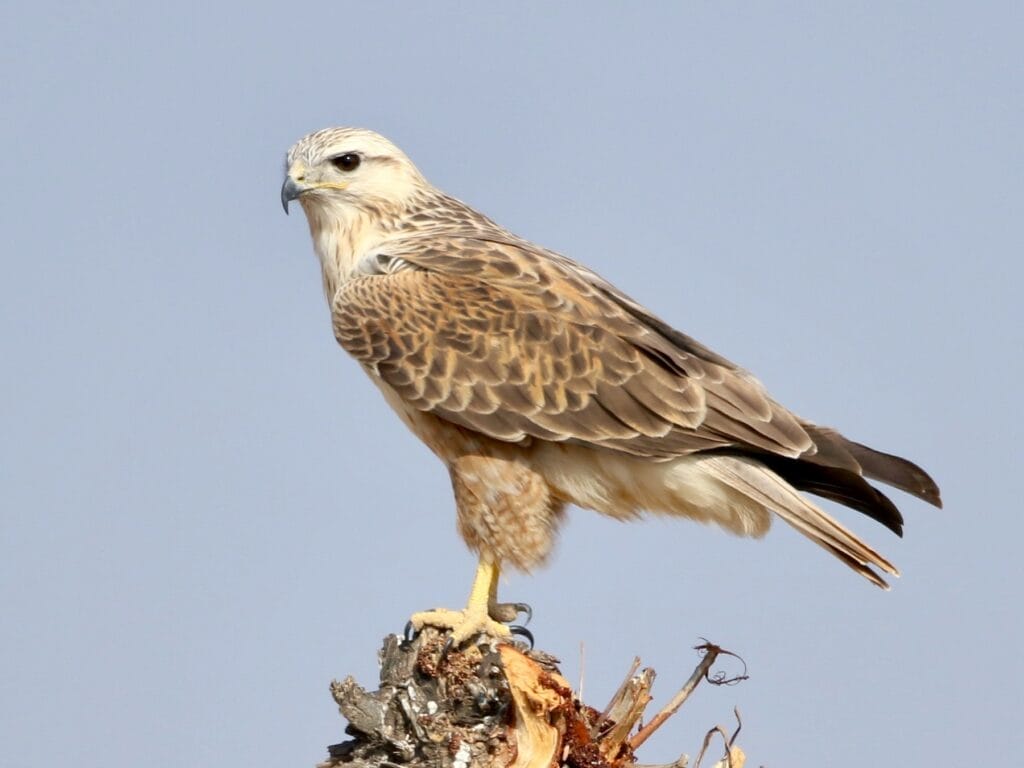 Long-legged Buzzard