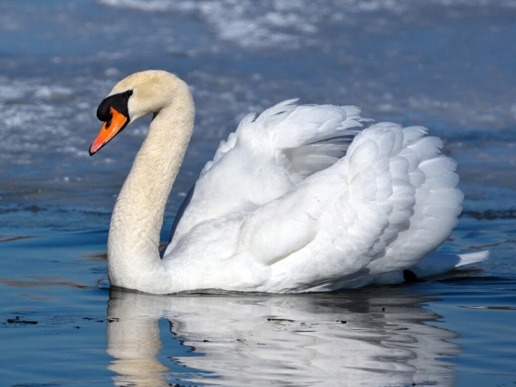 Mute Swan