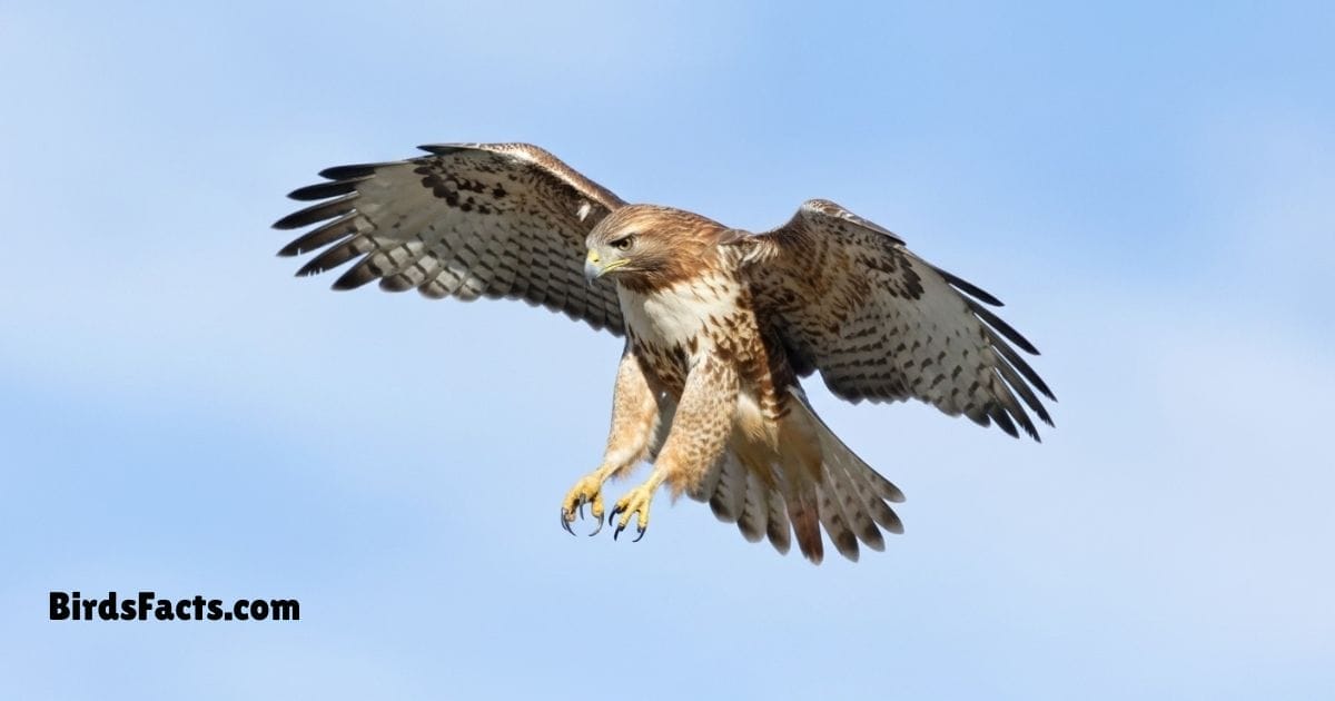 Red Tailed Hawk Perched On Branch Showing Reddish Tail Brown Body And Broad Powerful Wings