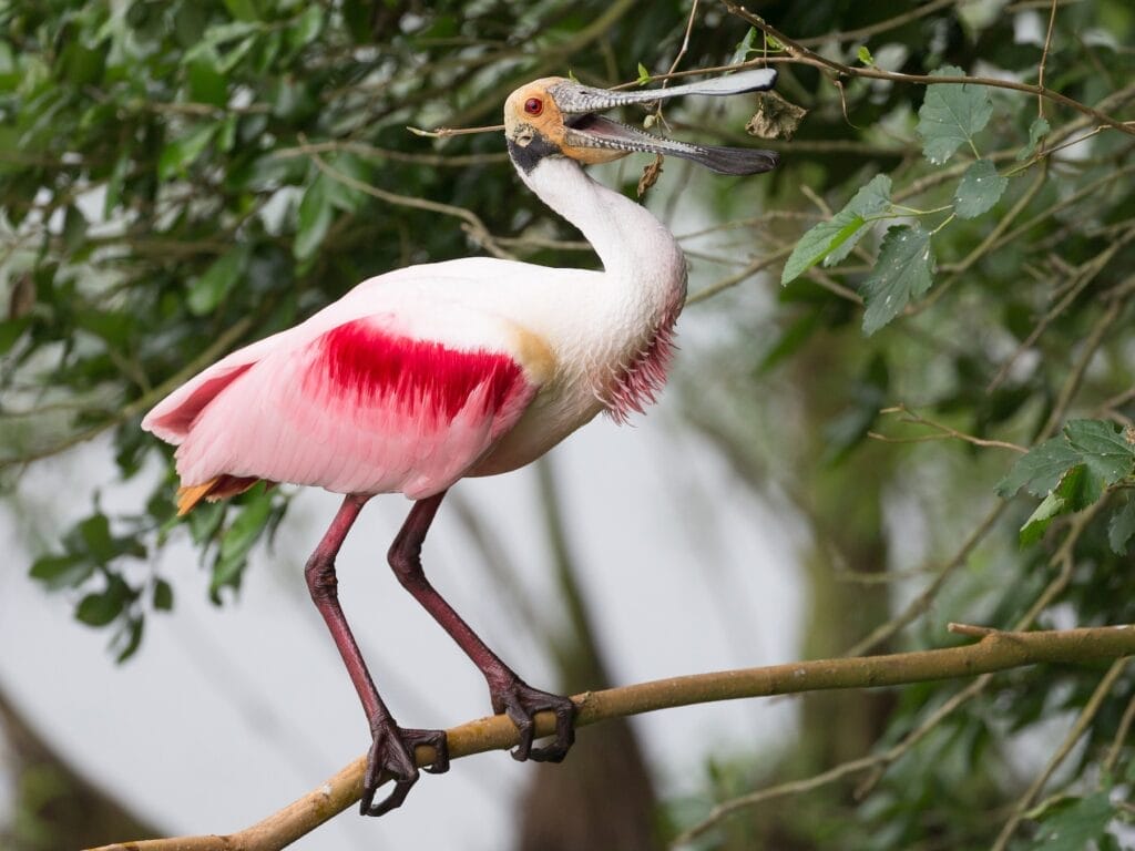 Roseate Spoonbill