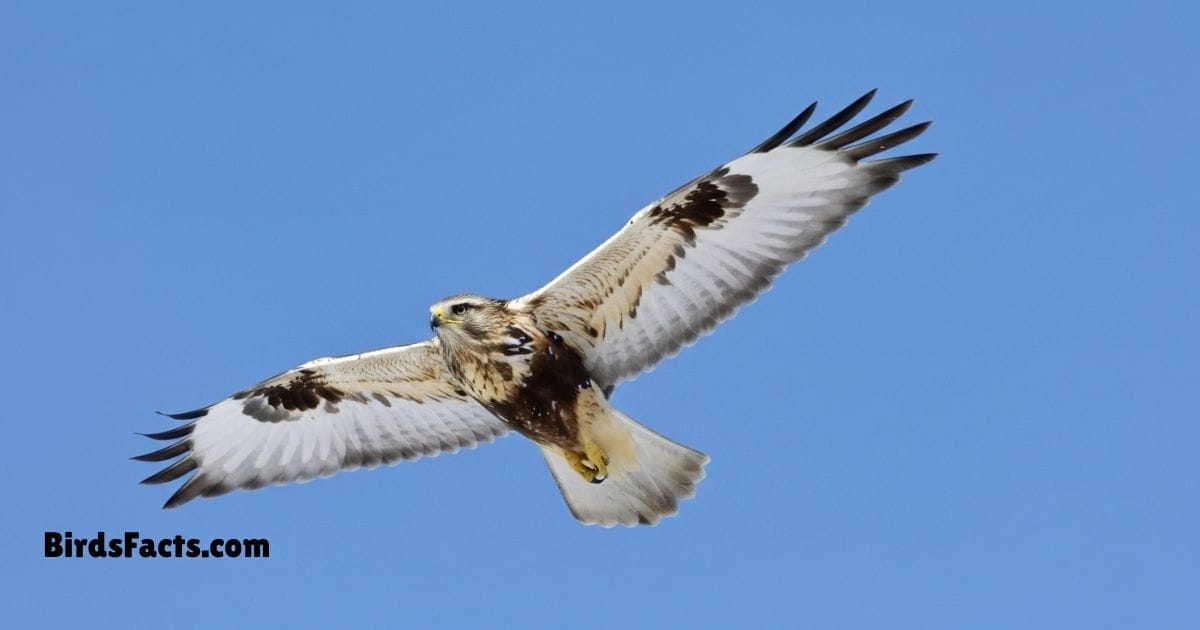 Rough Legged Hawk Perched On Rock Showing Feathered Legs Brown Body And Broad Wings