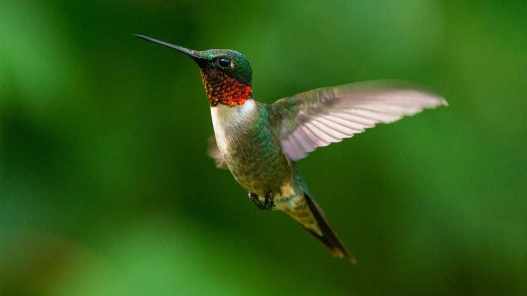 Ruby-throated-Hummingbird Ruby-throated-Hummingbird