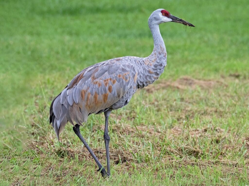 Sandhill Crane Sandhill Crane