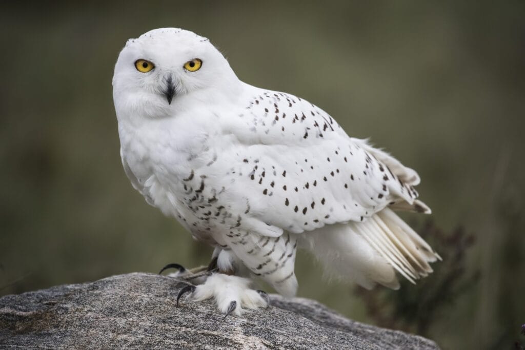 Snowy Owl