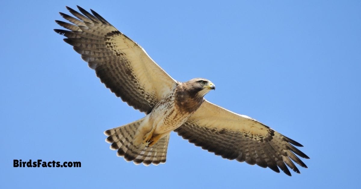 Swainsons Hawk Perched On Branch Showing Light Brown Body Dark Wings And Sharp Beak