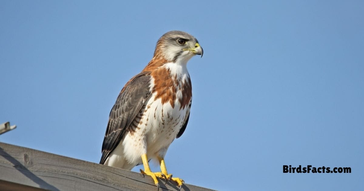 Variable Hawk Perched On Tree Branch Showing Brown White Plumage And Broad Powerful Wings