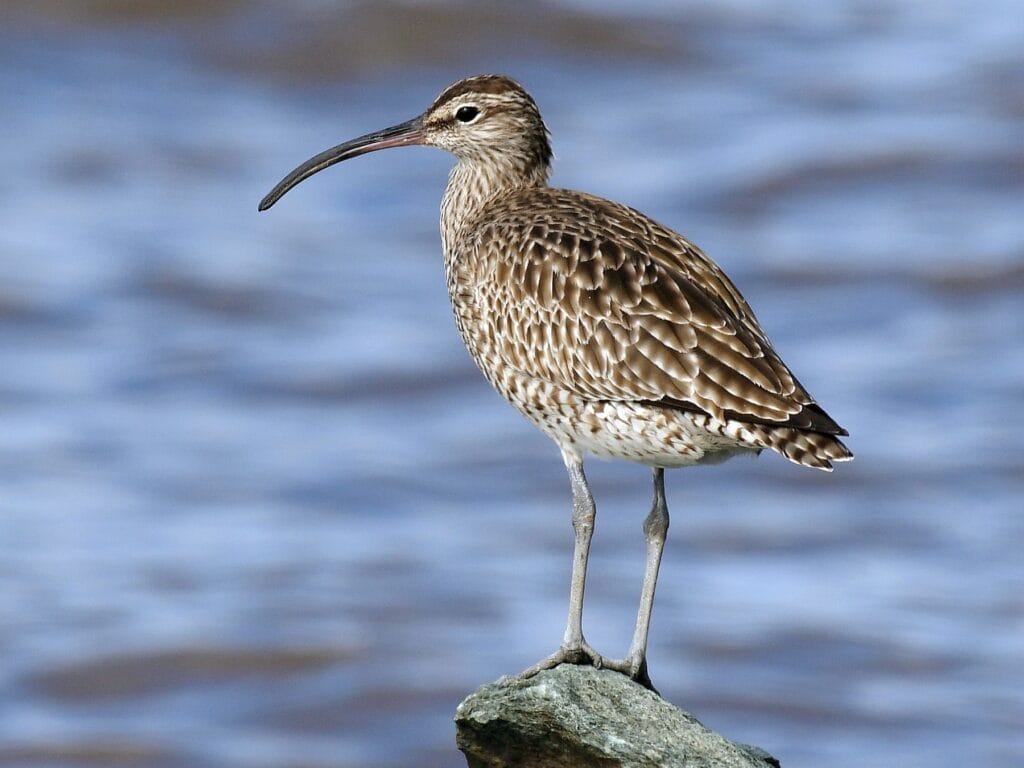 Whimbrel Whimbrel
