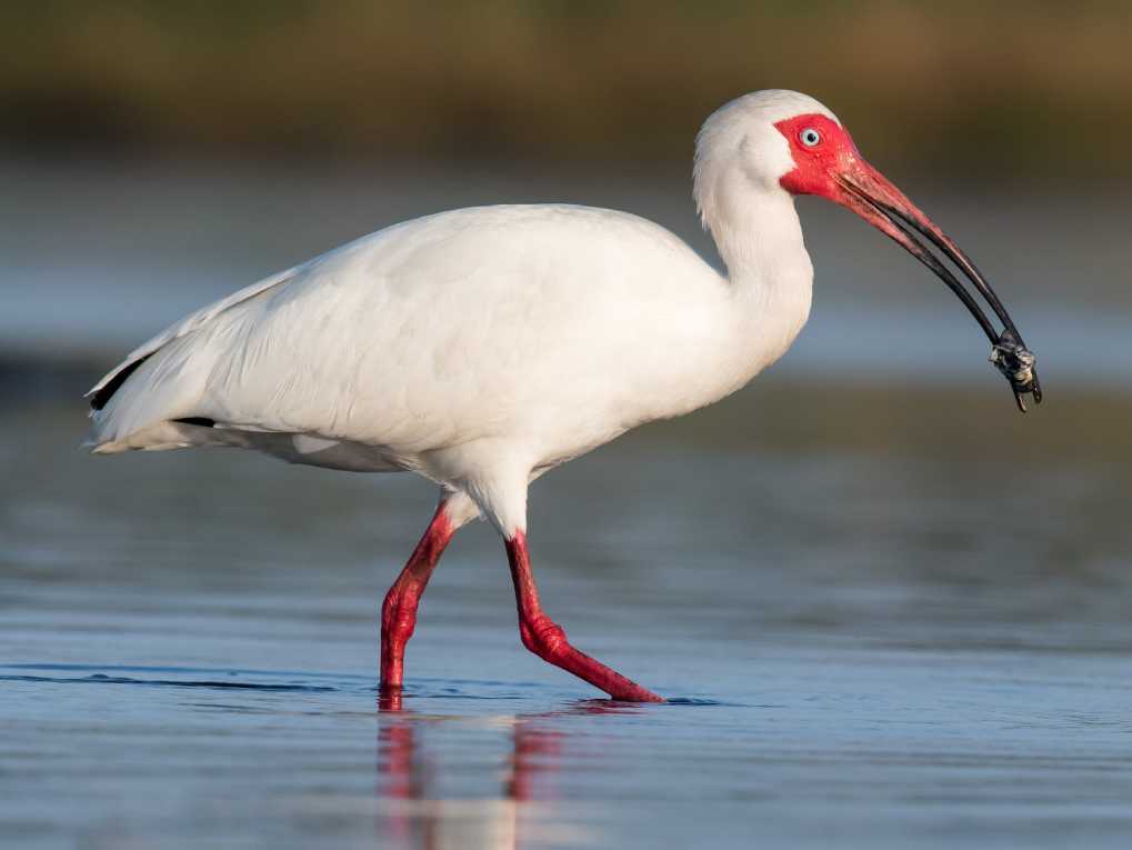 White Ibis