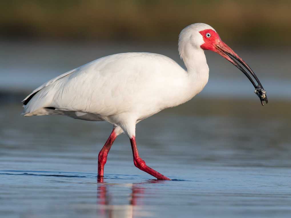White Ibis White Ibis
