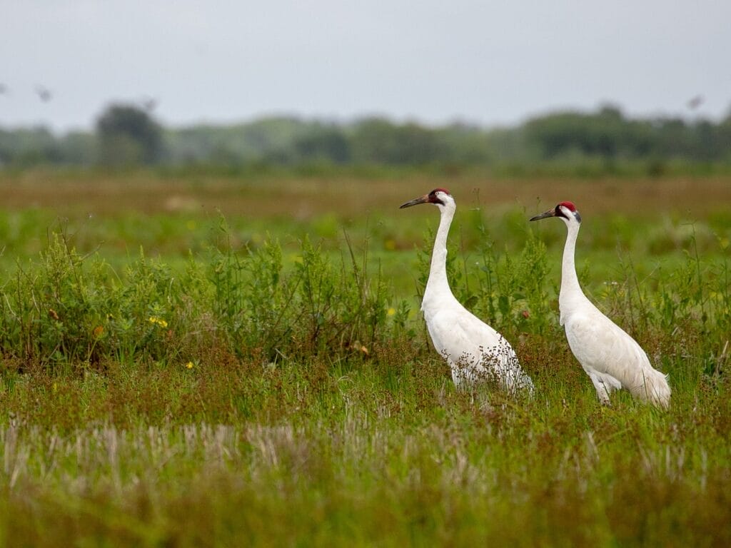 Whooping Crane