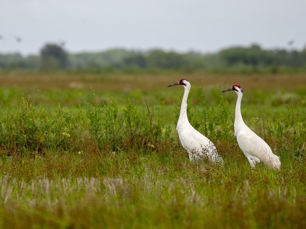 Whooping Crane Whooping Crane