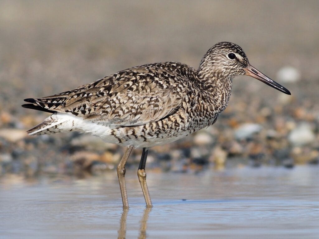 Willet Willet
