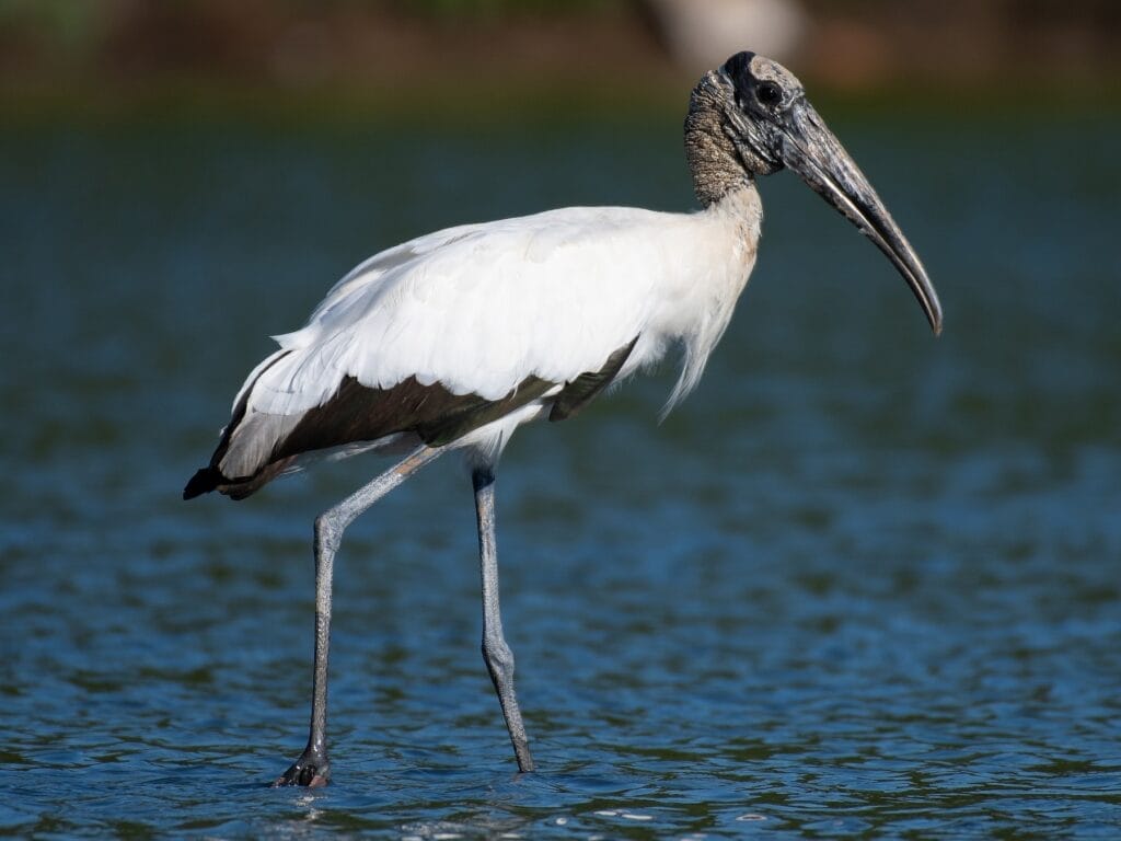  Wood Stork