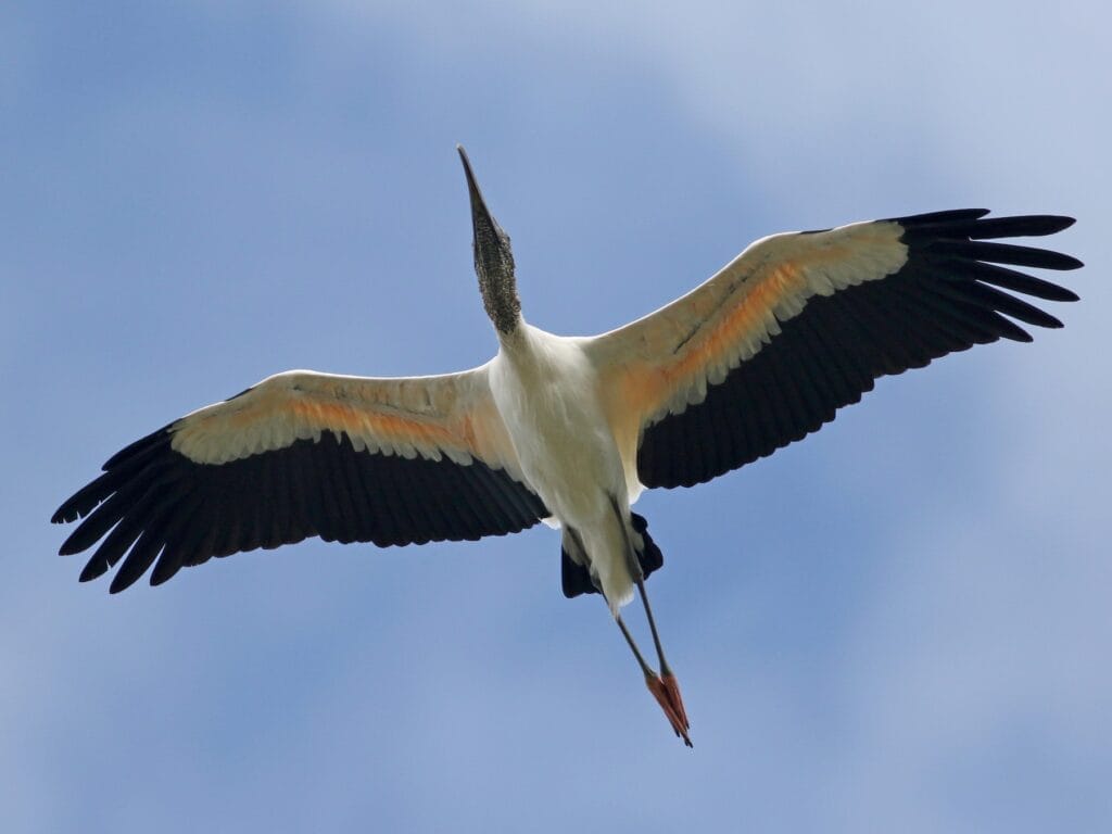 Wood Stork Wood Stork