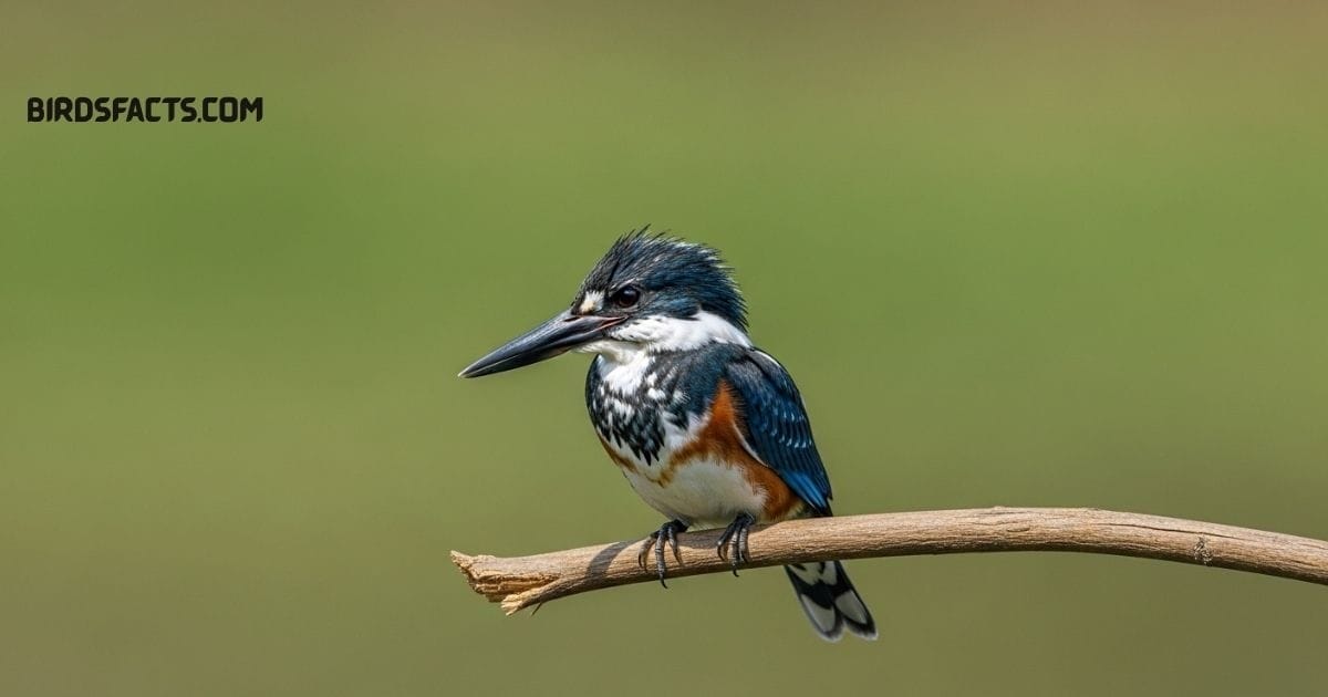 Belted Kingfisher with shaggy crest, blue-gray plumage, and long pointed beak perched near water