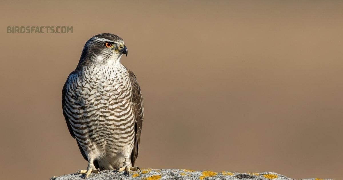 A Northern Goshawk with gray plumage and striking red eyes perched on a tree branch.