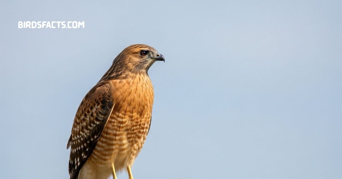 A Red-shouldered Hawk with reddish chest feathers and banded wings perched on a tree branch.”