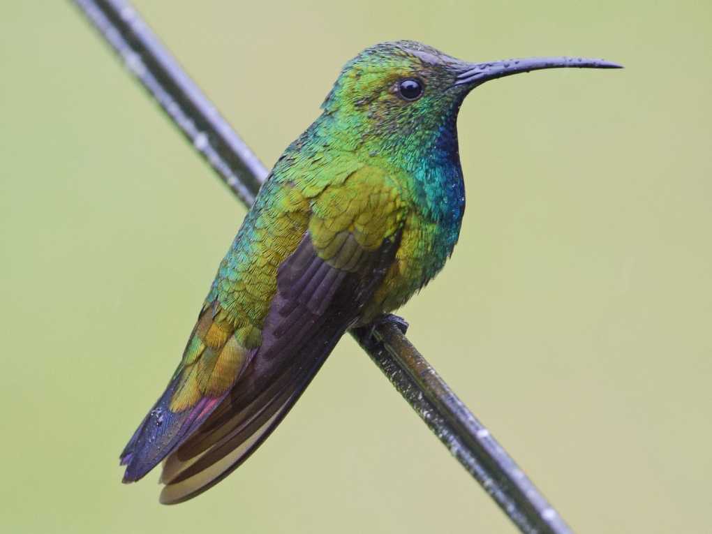 Green-breasted Mango