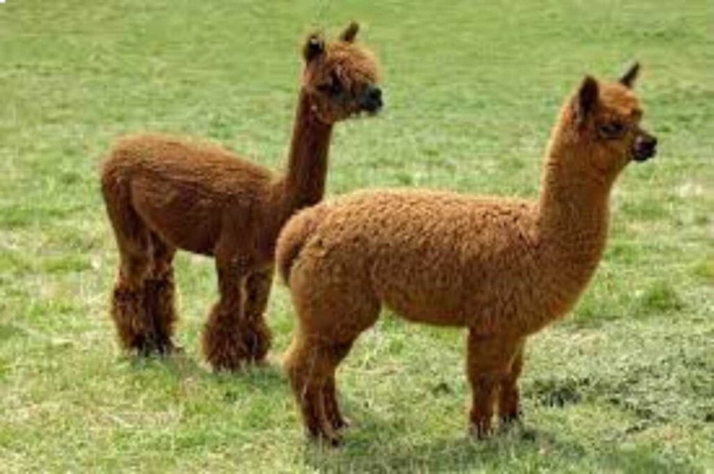 Alpaca