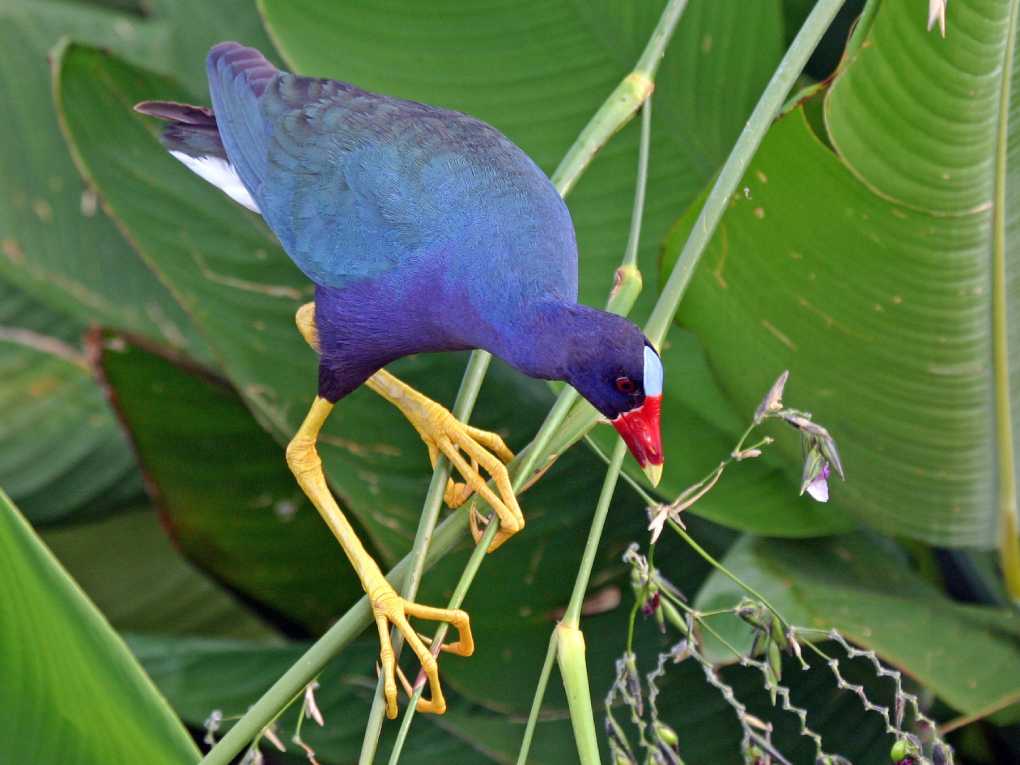 American Purple Gallinule