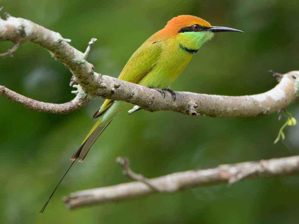 Asian Green Bee-Eater