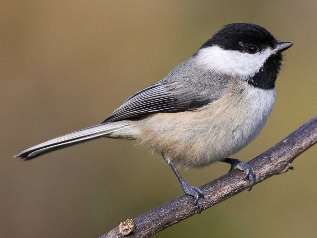 Black-capped Chickadee