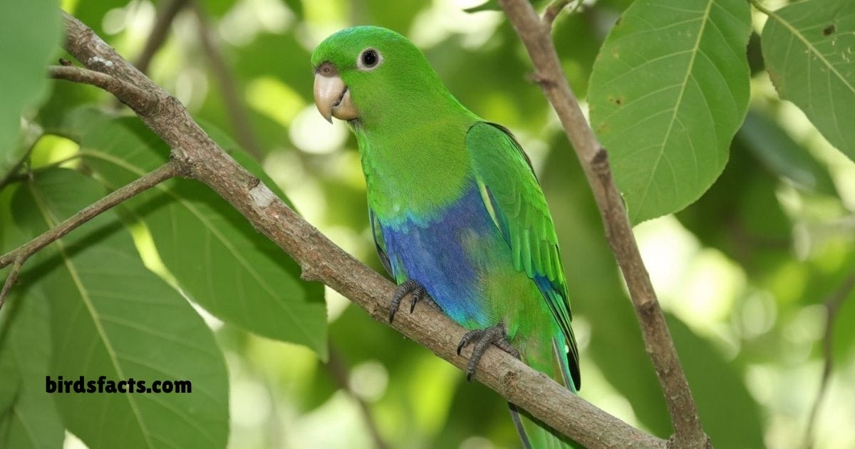 Blue Bellied Parrot Perched On Branch Showing Bright Green Body And Blue Belly.