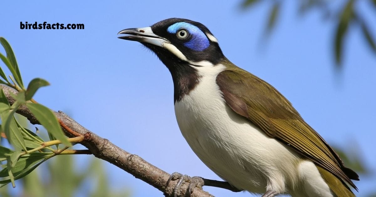 Blue Faced Honeyeater Perched On Branch Showing Green Body And Blue Face.