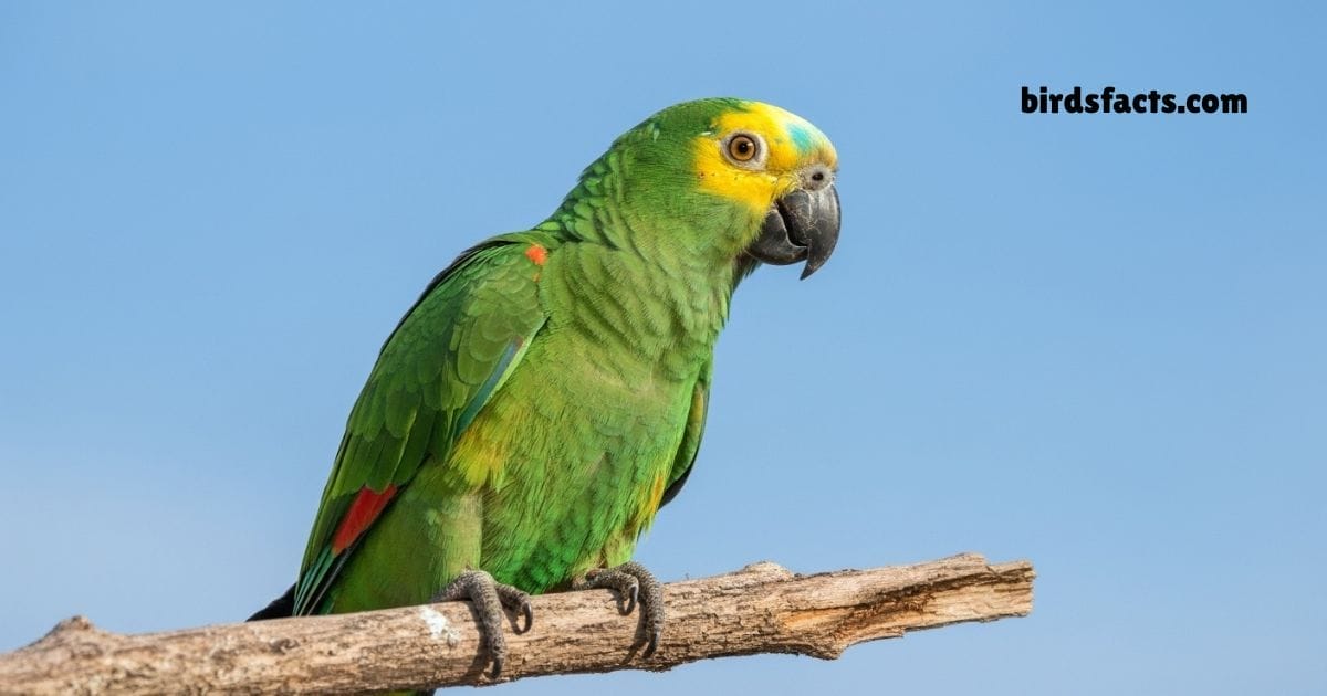 Blue Fronted Amazon Perched On Branch Showing Green Body And Blue Forehead.