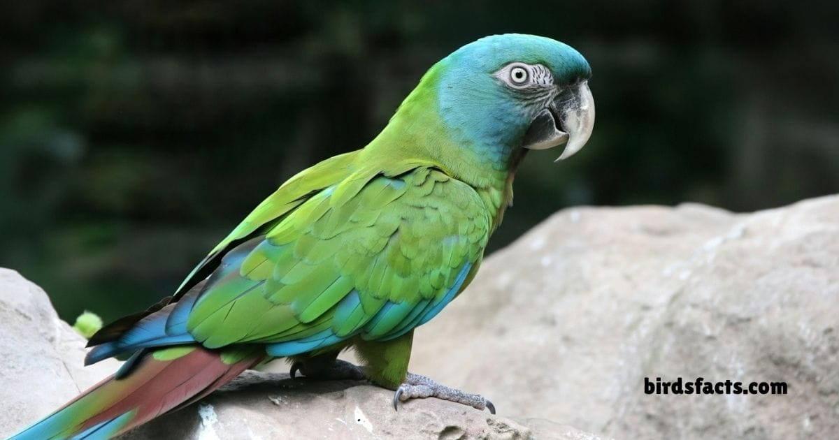 Blue Headed Macaw Perched On Branch Showing Green Body And Blue Head.