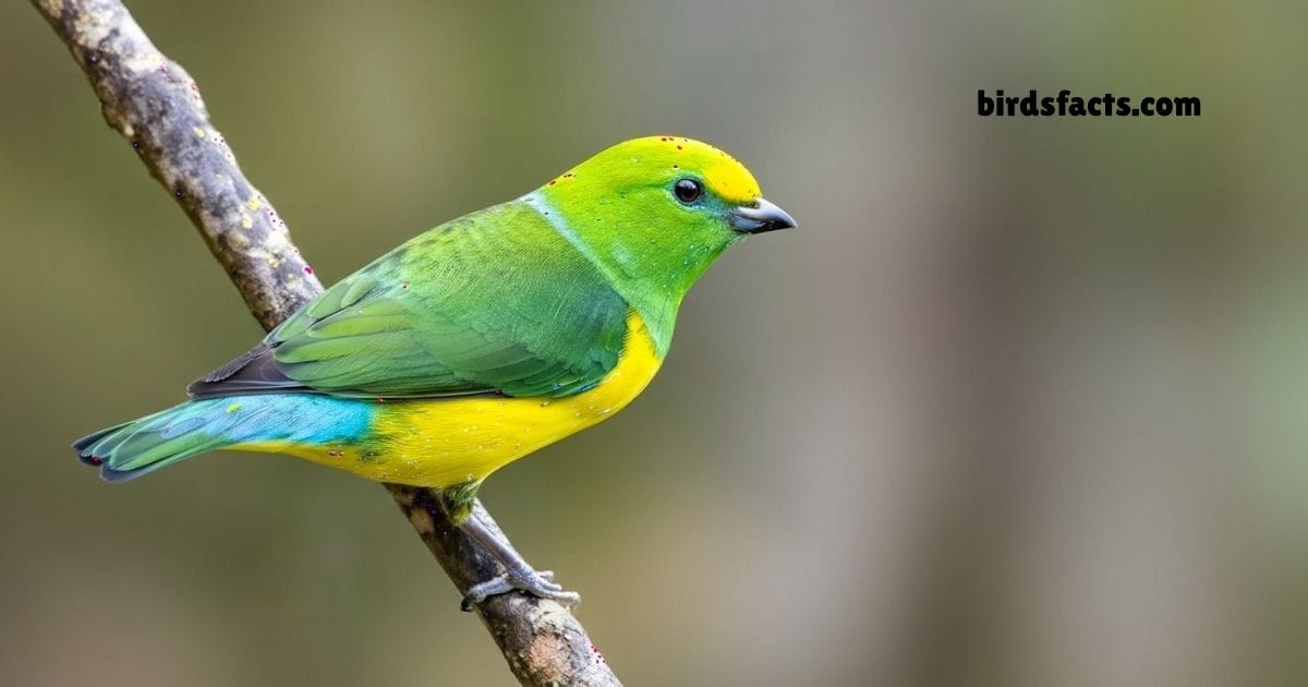 Blue Naped Chlorophonia Perched On Branch Showing Green Body And Blue Nape.