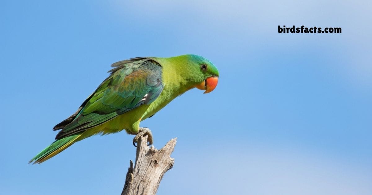 Blue Naped Parrot Perched On Branch Showing Green Body And Blue Nape.