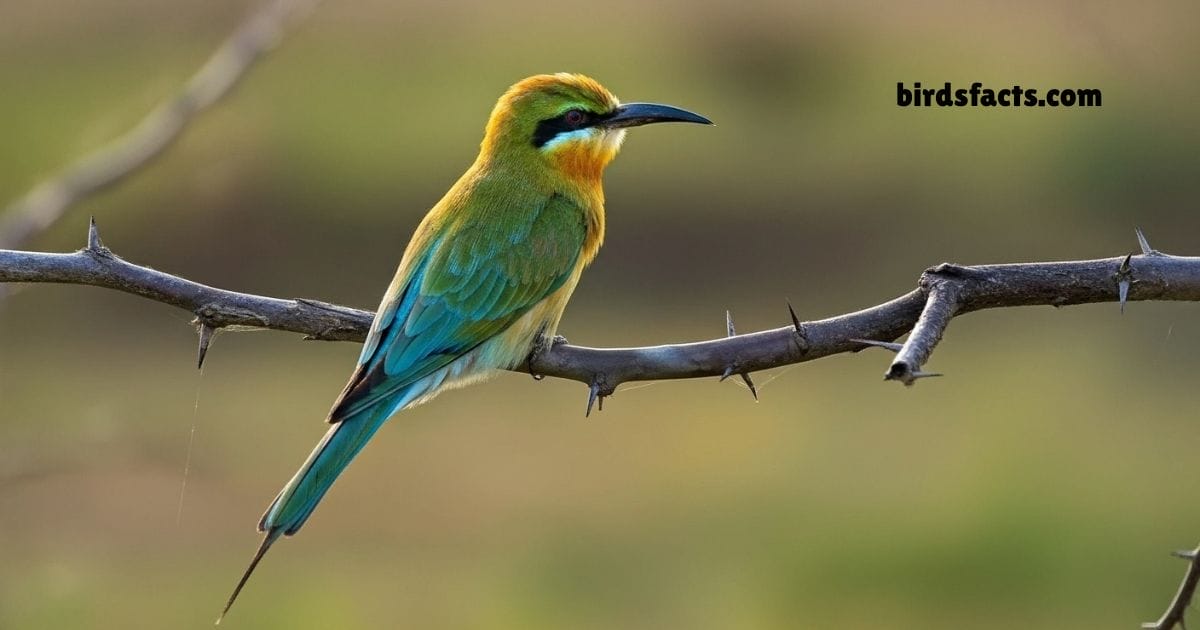 Blue Tailed Bee Eater Perched On Branch Showing Green Body And Blue Tail.