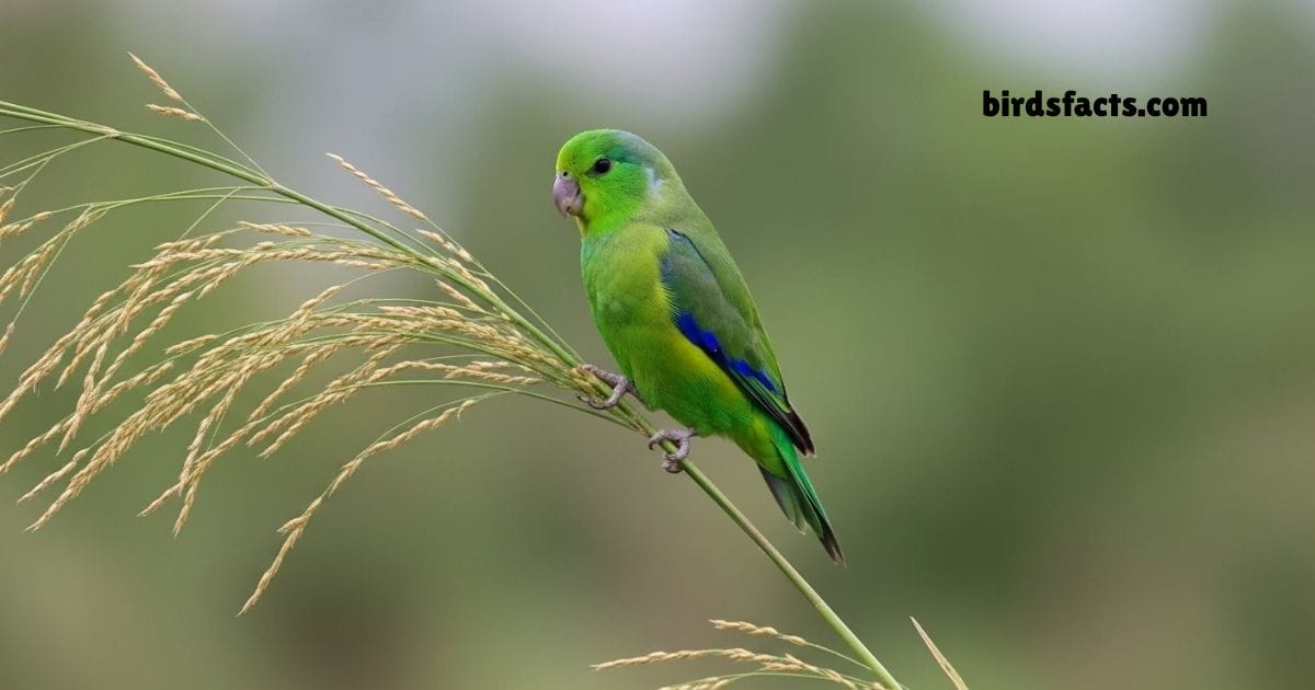 Blue Winged Parrotlet Perched On Branch Showing Green Body And Blue Wings.