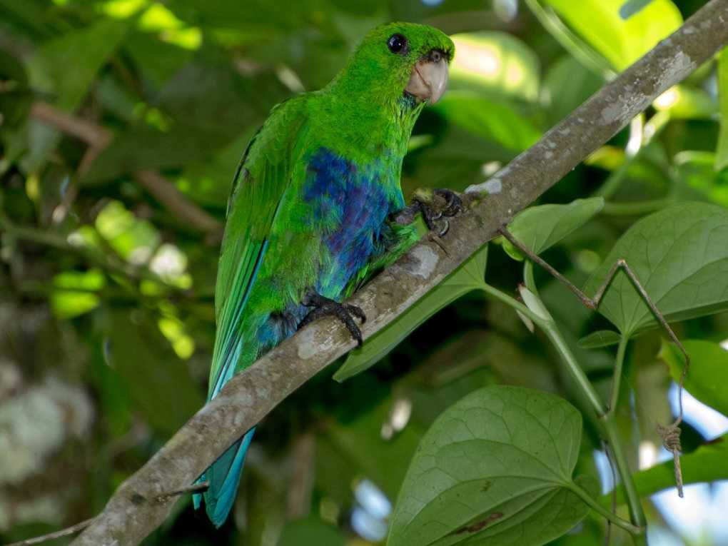 Blue-bellied Parrot