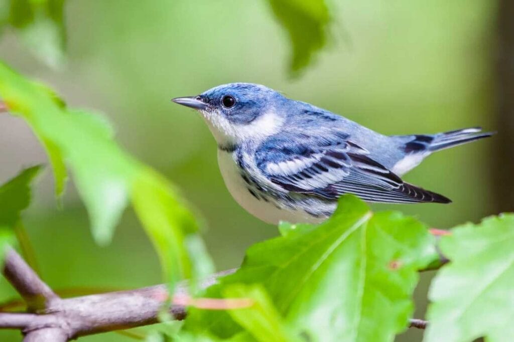 Cerulean warblers