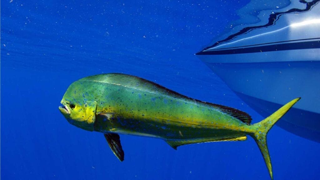 Dolphinfish