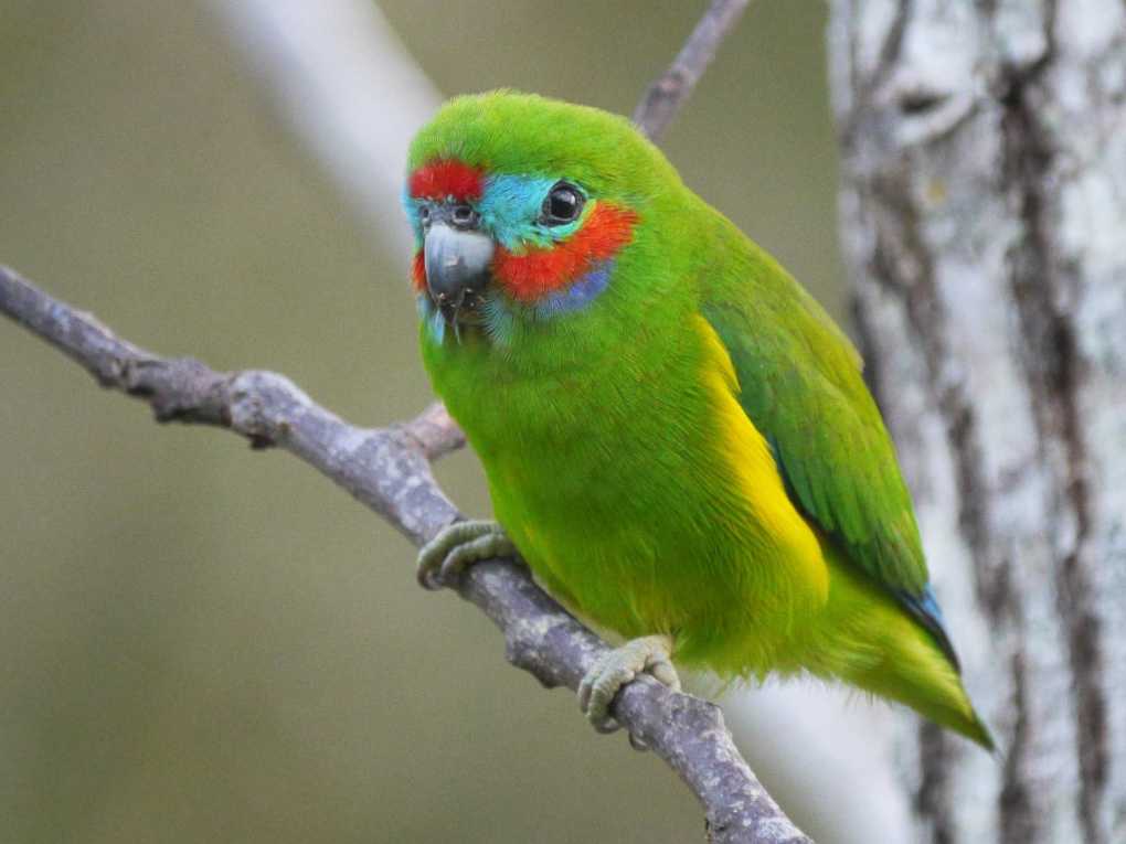 Double-eyed Fig Parrot