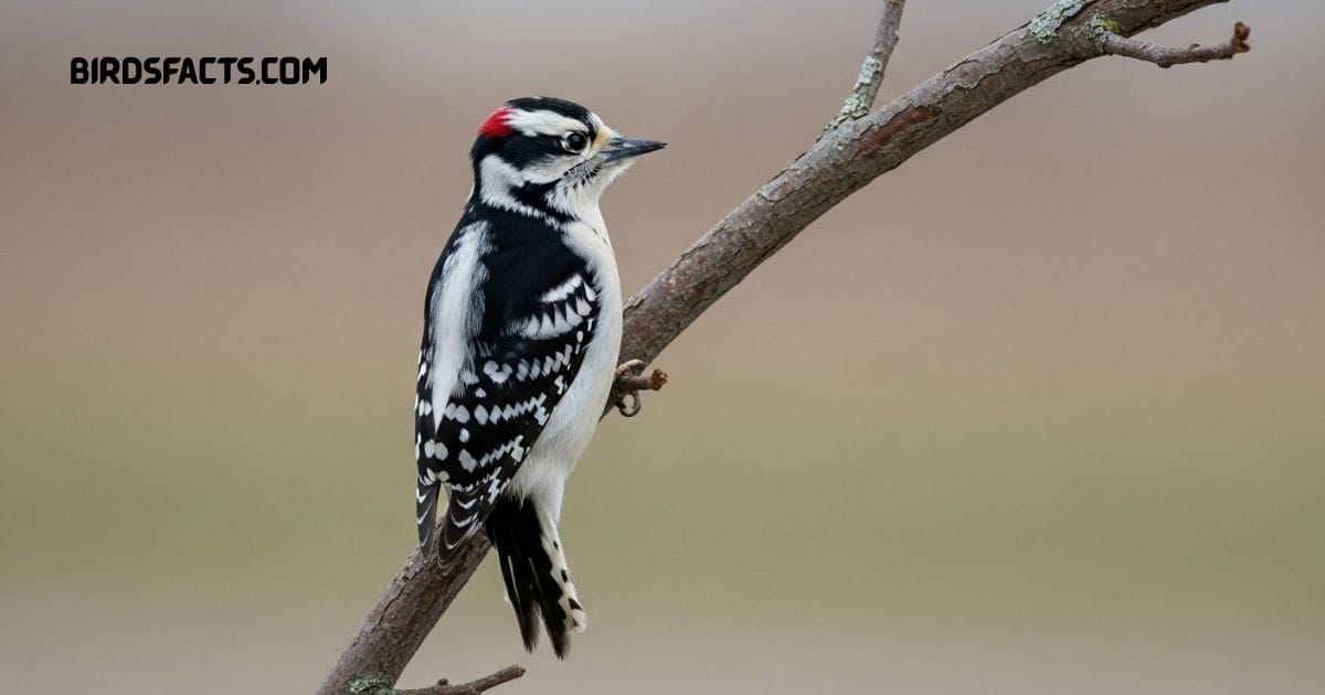 Downy Woodpecker with black-and-white plumage perched on a tree trunk
