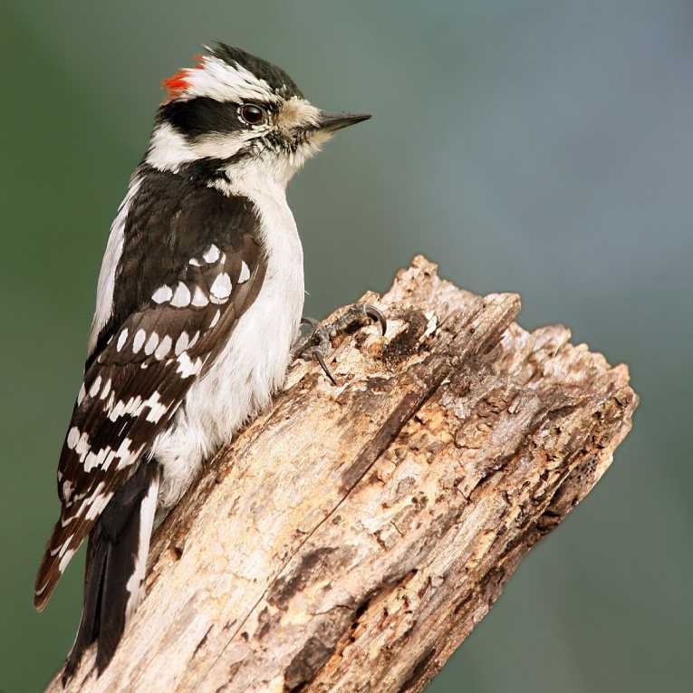 Downy_Woodpecker 