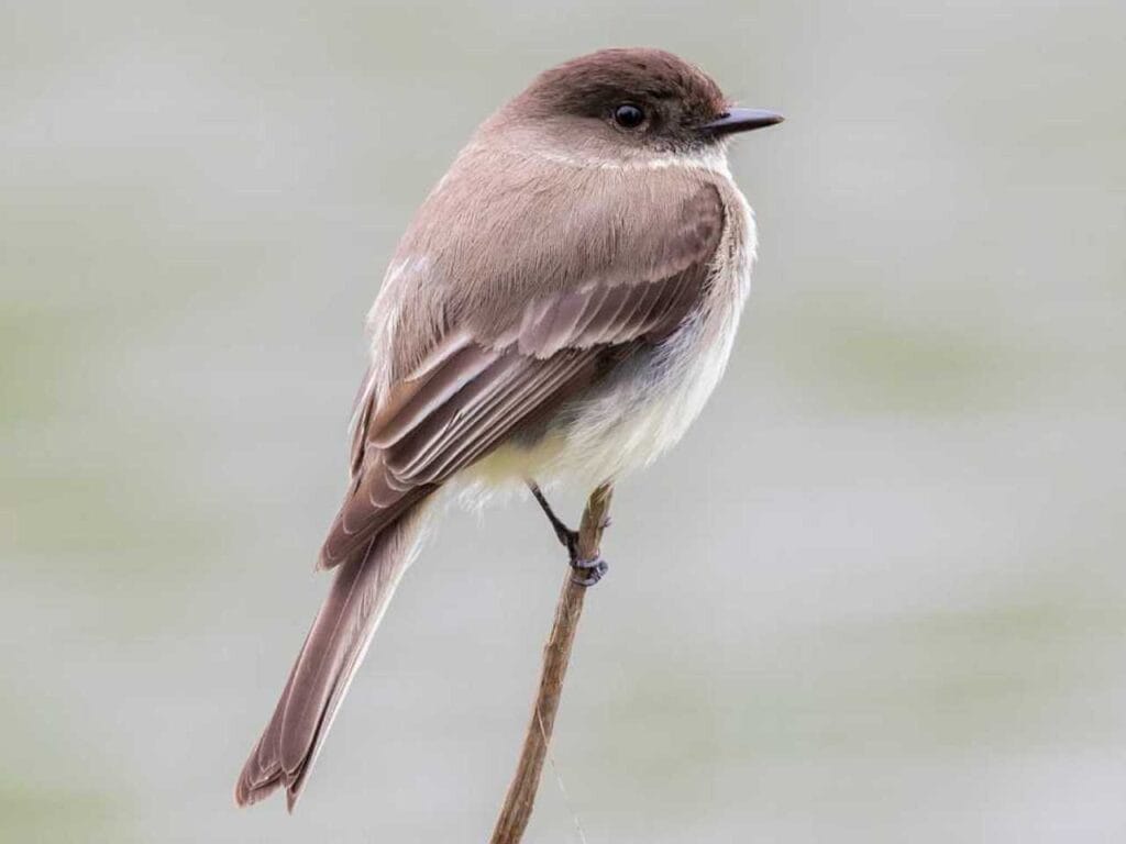 Eastern Phoebe