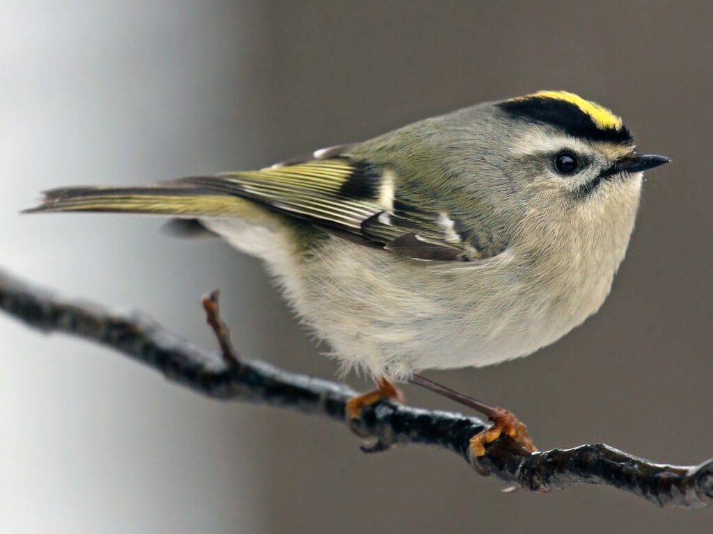 Golden-crowned Kinglet