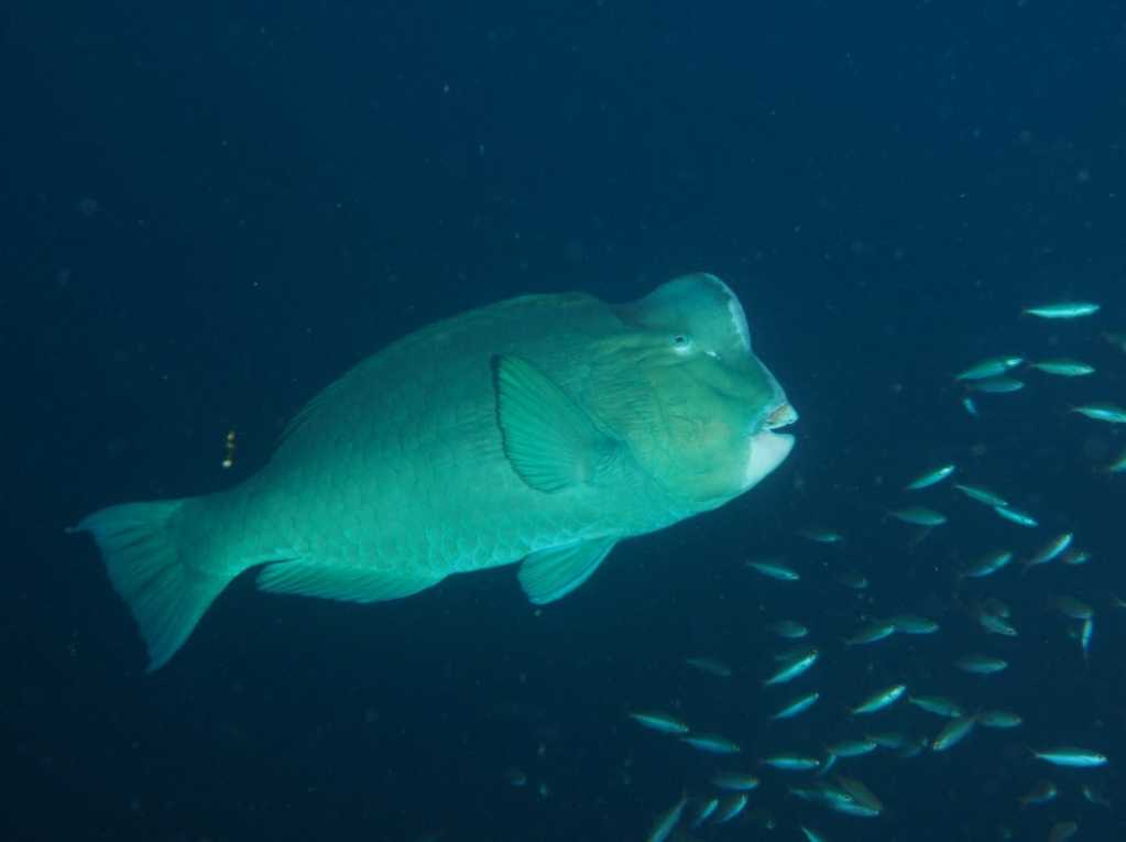 Green Humphead Parrotfish