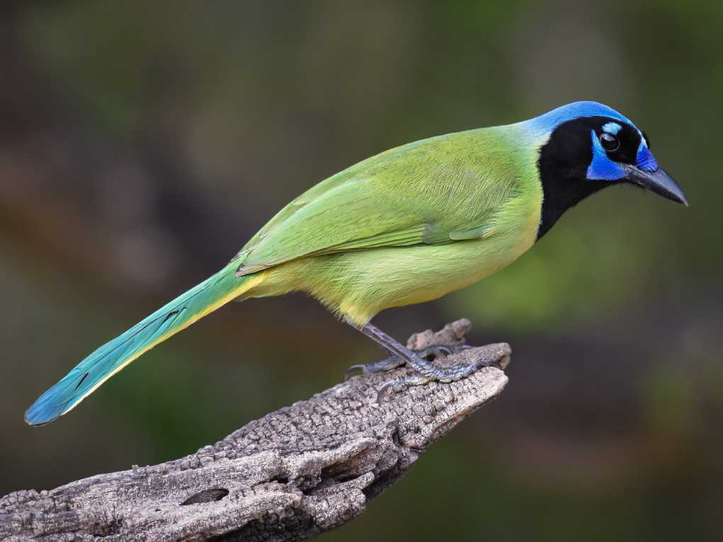 Green Jay