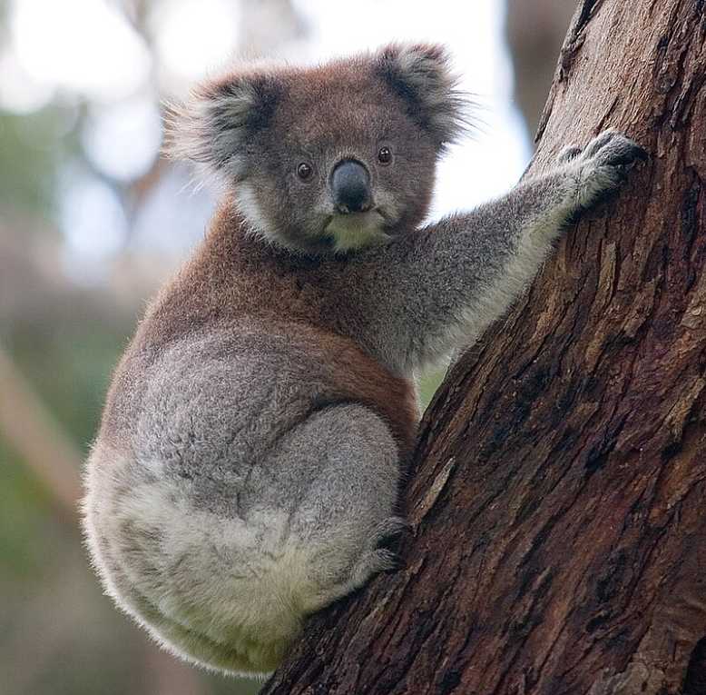 Koalas