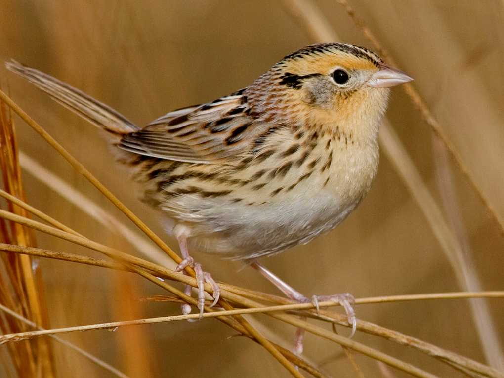 LeConte’s sparrows