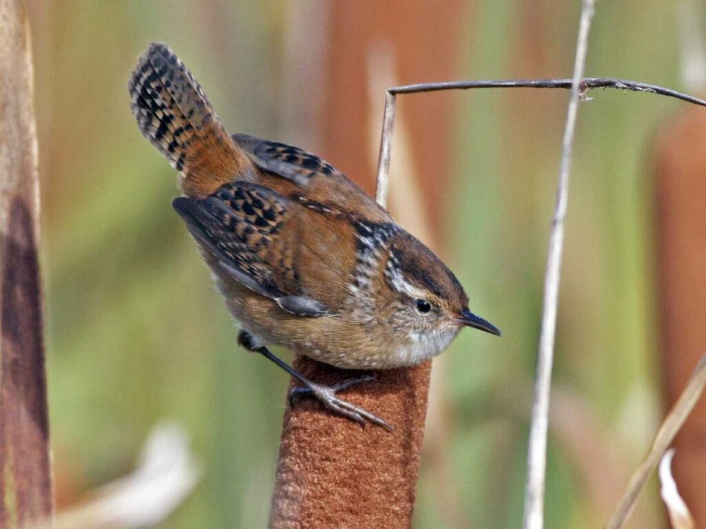 Marsh Wren